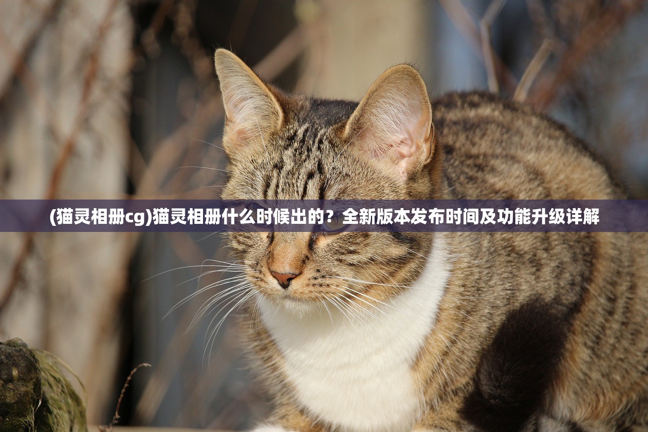 (猫灵相册cg)猫灵相册什么时候出的？全新版本发布时间及功能升级详解